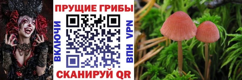 наркота  гидра ссылки  Псилоцибиновые грибы Cubensis  Луховицы 